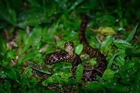 Ultimate pit viper, Tatama National Park, Colombia Here's a way to kick start a very early morning. Our guide Manuel, restless as always, was searching for reptiles in the night whilst we were asleep. He found this highly venomous pit viper and trapped it below a pan, to show it to us a few hours later. <br />
<br />
This species has a notorious reputation. It is responsible for the majority of snake bites in Colombia and surrounding countries. Fatality rates have dropped a lot in recent times, but isn't zero in Colombia. Surviving a bite can still mean very serious injury. For example, a local girl working in a restaurant we saw was bitten as a child in her foot. I'll spare you the details of how her foot looks like now. <br />
<br />
The local custom is to kill this snake on sight, which is why our guide did not tell any park ranger about it. Side view:<br />
https://www.jungledragon.com/image/56907/ultimate_pit_viper_-_side_view_tatama_national_park_colombia.html<br />
Top view:<br />
<br />
https://www.jungledragon.com/image/56908/ultimate_pit_viper_-_top_view_tatama_national_park_colombia.html Bothrops asper,Cerro Montezuma,Choco,Chocó,Colombia,Colombia Choco & Pacific region,Montezuma,South America,Tatama National Park,Tatamá National Park,World
