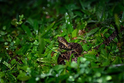 Ultimate pit viper - side view, Tatama National Park, Colombia Here's a way to kick start a very early morning. Our guide Manuel, restless as always, was searching for reptiles in the night whilst we were asleep. He found this highly venomous pit viper and trapped it below a pan, to show it to us a few hours later.

This species has a notorious reputation. It is responsible for the majority of snake bites in Colombia and surrounding countries. Fatality rates have dropped a lot in recent times, but isn't zero in Colombia. Surviving a bite can still mean very serious injury. For example, a local girl working in a restaurant we saw was bitten as a child in her foot. I'll spare you the details of how her foot looks like now.

The local custom is to kill this snake on sight, which is why our guide did not tell any park ranger about it. Front view:
https://www.jungledragon.com/image/56906/ultimate_pit_viper_tatama_national_park_colombia.html
Top view:

https://www.jungledragon.com/image/56908/ultimate_pit_viper_-_top_view_tatama_national_park_colombia.html Bothrops asper,Cerro Montezuma,Choco,Chocó,Colombia,Colombia Choco & Pacific region,Fer-de-lance,Montezuma,South America,Tatama National Park,Tatamá National Park,World