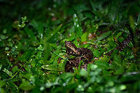 Ultimate pit viper - side view, Tatama National Park, Colombia Here's a way to kick start a very early morning. Our guide Manuel, restless as always, was searching for reptiles in the night whilst we were asleep. He found this highly venomous pit viper and trapped it below a pan, to show it to us a few hours later.<br />
<br />
This species has a notorious reputation. It is responsible for the majority of snake bites in Colombia and surrounding countries. Fatality rates have dropped a lot in recent times, but isn't zero in Colombia. Surviving a bite can still mean very serious injury. For example, a local girl working in a restaurant we saw was bitten as a child in her foot. I'll spare you the details of how her foot looks like now.<br />
<br />
The local custom is to kill this snake on sight, which is why our guide did not tell any park ranger about it. Front view:<br />
https://www.jungledragon.com/image/56906/ultimate_pit_viper_tatama_national_park_colombia.html<br />
Top view:<br />
<br />
https://www.jungledragon.com/image/56908/ultimate_pit_viper_-_top_view_tatama_national_park_colombia.html Bothrops asper,Cerro Montezuma,Choco,Chocó,Colombia,Colombia Choco & Pacific region,Fer-de-lance,Montezuma,South America,Tatama National Park,Tatamá National Park,World