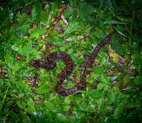 Ultimate pit viper - top view, Tatama National Park, Colombia Here's a way to kick start a very early morning. Our guide Manuel, restless as always, was searching for reptiles in the night whilst we were asleep. He found this highly venomous pit viper and trapped it below a pan, to show it to us a few hours later.

This species has a notorious reputation. It is responsible for the majority of snake bites in Colombia and surrounding countries. Fatality rates have dropped a lot in recent times, but isn't zero in Colombia. Surviving a bite can still mean very serious injury. For example, a local girl working in a restaurant we saw was bitten as a child in her foot. I'll spare you the details of how her foot looks like now.

The local custom is to kill this snake on sight, which is why our guide did not tell any park ranger about it. Front view:
https://www.jungledragon.com/image/56906/ultimate_pit_viper_tatama_national_park_colombia.html
Side view:

https://www.jungledragon.com/image/56907/ultimate_pit_viper_-_side_view_tatama_national_park_colombia.html Bothrops asper,Cerro Montezuma,Choco,Choc&oacute;,Colombia,Colombia Choco & Pacific region,Fer-de-lance,Montezuma,South America,Tatama National Park,Tatam&aacute; National Park,World