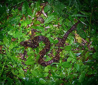 Ultimate pit viper - top view, Tatama National Park, Colombia Here's a way to kick start a very early morning. Our guide Manuel, restless as always, was searching for reptiles in the night whilst we were asleep. He found this highly venomous pit viper and trapped it below a pan, to show it to us a few hours later.<br />
<br />
This species has a notorious reputation. It is responsible for the majority of snake bites in Colombia and surrounding countries. Fatality rates have dropped a lot in recent times, but isn't zero in Colombia. Surviving a bite can still mean very serious injury. For example, a local girl working in a restaurant we saw was bitten as a child in her foot. I'll spare you the details of how her foot looks like now.<br />
<br />
The local custom is to kill this snake on sight, which is why our guide did not tell any park ranger about it. Front view:<br />
https://www.jungledragon.com/image/56906/ultimate_pit_viper_tatama_national_park_colombia.html<br />
Side view:<br />
<br />
https://www.jungledragon.com/image/56907/ultimate_pit_viper_-_side_view_tatama_national_park_colombia.html Bothrops asper,Cerro Montezuma,Choco,Chocó,Colombia,Colombia Choco & Pacific region,Fer-de-lance,Montezuma,South America,Tatama National Park,Tatamá National Park,World
