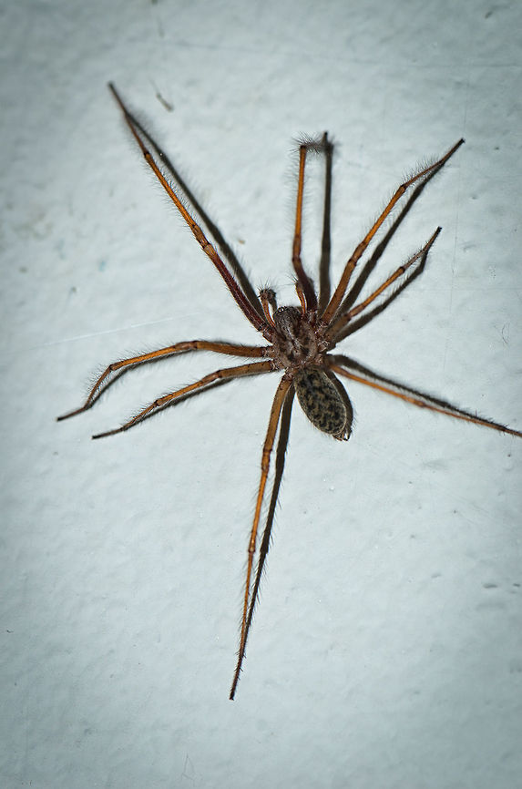 Dust Spider in our garage This would be one of those occasions where I am both scared and intruiged. Dust Spider,Geotagged,Heesch,Macro,Tegenaria atrica,The Netherlands