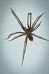Dust Spider in our garage This would be one of those occasions where I am both scared and intruiged. Dust Spider,Geotagged,Heesch,Macro,Tegenaria atrica,The Netherlands