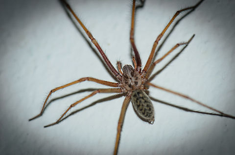 Dust Spider in our garage (closeup)  Dust Spider,Geotagged,Heesch,Macro,Tegenaria atrica,The Netherlands