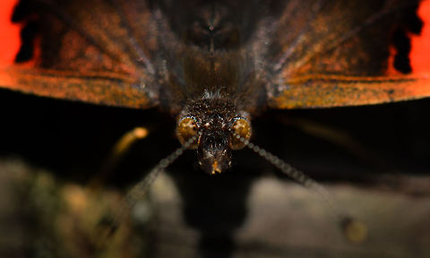 Fire bird A closeup top view on a Red Admiral, cropped. Geotagged,Heesch,Macro,Red Admiral,The Netherlands,Vanessa atalanta