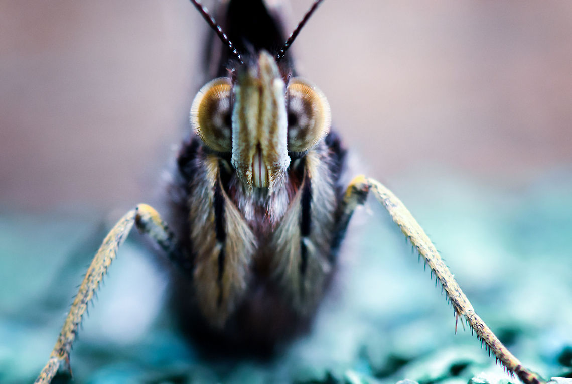 Alien An extraordinary view on a Red Admiral&#039;s face, revealing a close look on their eyes and rolled up curly tongue. For the record, this specie is alive and unharmed, no staging applied. Geotagged,Heesch,Macro,Red Admiral,The Netherlands,Vanessa atalanta