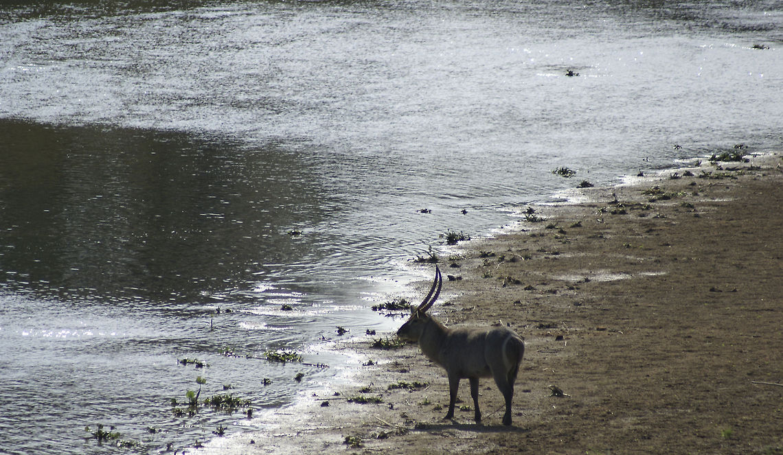 Male waterbuck A male waterbuck waiting for his family to cross the river. Kobus ellipsiprymnus,Mammals,South Africa,Waterbuck