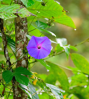Large purple flower, Tatama National Park, Colombia  Blue Morning Glory,Cerro Montezuma,Choco,Chocó,Colombia,Colombia Choco & Pacific region,Ipomoea indica,Montezuma,South America,Tatama National Park,Tatamá National Park,World