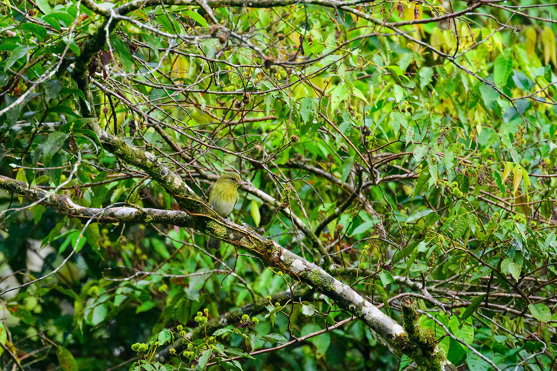 Bright-rumped attila, Tatama National Park, Colombia This species also has color morphs, example of the rufous morph:<br />
<a href="http://jimburnsphotos.com/media/crBright-rumped-Attila.jpg" rel="nofollow">http://jimburnsphotos.com/media/crBright-rumped-Attila.jpg</a> Attila spadiceus,Bright-rumped attila,Cerro Montezuma,Choco,Chocó,Colombia,Colombia Choco & Pacific region,Montezuma,South America,Tatama National Park,Tatamá National Park,World