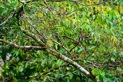 Bright-rumped attila, Tatama National Park, Colombia This species also has color morphs, example of the rufous morph:
http://jimburnsphotos.com/media/crBright-rumped-Attila.jpg Attila spadiceus,Bright-rumped attila,Cerro Montezuma,Choco,Chocó,Colombia,Colombia Choco & Pacific region,Montezuma,South America,Tatama National Park,Tatamá National Park,World