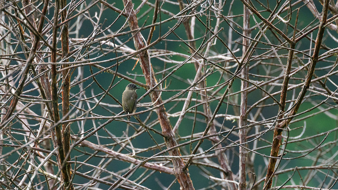 Greyish piculet, Tatama National Park, Colombia Endemic to Colombia, found in the lower parts of Tatama National Park on our third day there. Cerro Montezuma,Choco,Chocó,Colombia,Colombia Choco & Pacific region,Fall,Geotagged,Greyish piculet,Montezuma,Picumnus granadensis,South America,Tatama National Park,Tatamá National Park,World