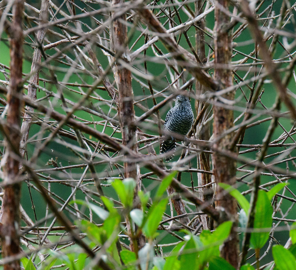 Bar-crested antshrike, Tatama National Park, Colombia Barcode-like species blocked by many bars, was tricky to focus this one. Can be confused with the Barred Antshrike, but the main difference is easy to see: the male crown of the bar-crested antshrike continues the bar pattern, whilst the bar-crested shrike has a black crest, as its name implies :)<br />
<br />
Antshrikes in general are secretive and hard to see, yet this species is an exception as its often found in more open areas. Bar-crested antshrike,Cerro Montezuma,Choco,Chocó,Colombia,Colombia Choco & Pacific region,Fall,Geotagged,Montezuma,South America,Tatama National Park,Tatamá National Park,Thamnophilus multistriatus,World