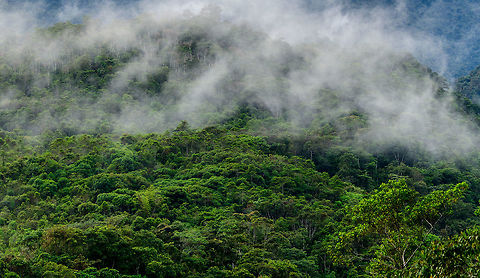 Cloud forest in the morning, Tatama National Park, Colombia First time for us to have ever visited a cloud forest, we didn't even know such forests existed before :)
One of the strange sights is the rapidly moving mist, which moves so fast that it looks like things are constantly on fire. Cerro Montezuma,Choco,Chocó,Colombia,Colombia Choco & Pacific region,Fall,Geotagged,Montezuma,South America,Tatama National Park,Tatamá National Park,World,cloud forest