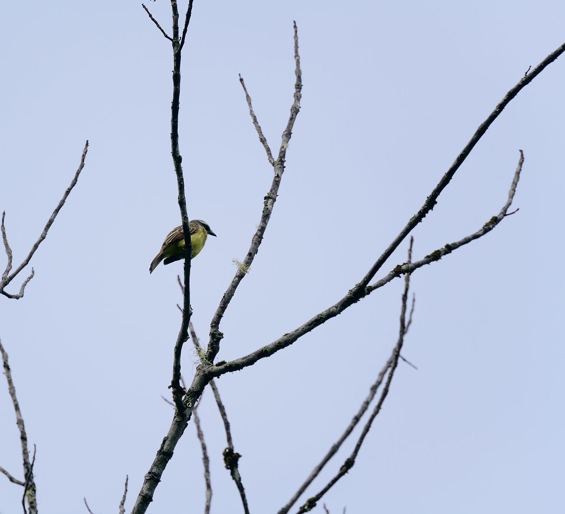Golden-crowned flycatcher, Tatama National Park, Colombia Awful shot against the light, but sharing it anyway for the species value. Cerro Montezuma,Choco,Choc&oacute;,Colombia,Colombia Choco & Pacific region,Golden-crowned flycatcher,Montezuma,Myiodynastes chrysocephalus,South America,Tatama National Park,Tatam&aacute; National Park,World