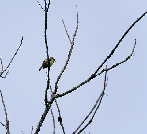 Golden-crowned flycatcher, Tatama National Park, Colombia Awful shot against the light, but sharing it anyway for the species value. Cerro Montezuma,Choco,Choc&oacute;,Colombia,Colombia Choco & Pacific region,Golden-crowned flycatcher,Montezuma,Myiodynastes chrysocephalus,South America,Tatama National Park,Tatam&aacute; National Park,World