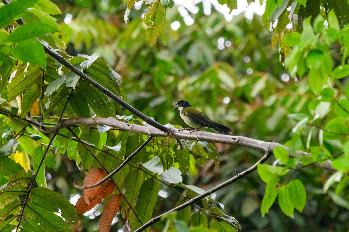 Black-headed brush finch, Tatama National Park, Colombia Vocalizing. Near-endemic to Colombia. Can be recognized from similar looking brush finches by this species having an all-black cap. Arremon atricapillus,Black-headed brush finch,Cerro Montezuma,Choco,Chocó,Colombia,Colombia Choco & Pacific region,Fall,Geotagged,Montezuma,South America,Tatama National Park,Tatamá National Park,World