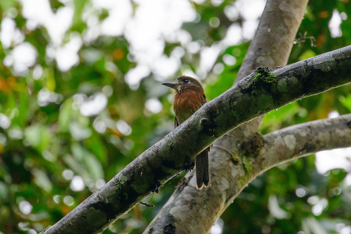 Moustached puffbird, Tatama National Park, Colombia Puffbirds are not always easy to find, but once you find them, they don't easily flee. They are overall pretty stationary birds. Cerro Montezuma,Choco,Choc&oacute;,Colombia,Colombia Choco & Pacific region,Malacoptila mystacalis,Montezuma,Moustached puffbird,South America,Tatama National Park,Tatam&aacute; National Park,World