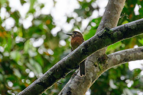 Moustached puffbird, Tatama National Park, Colombia Puffbirds are not always easy to find, but once you find them, they don't easily flee. They are overall pretty stationary birds. Cerro Montezuma,Choco,Choc&oacute;,Colombia,Colombia Choco & Pacific region,Malacoptila mystacalis,Montezuma,Moustached puffbird,South America,Tatama National Park,Tatam&aacute; National Park,World