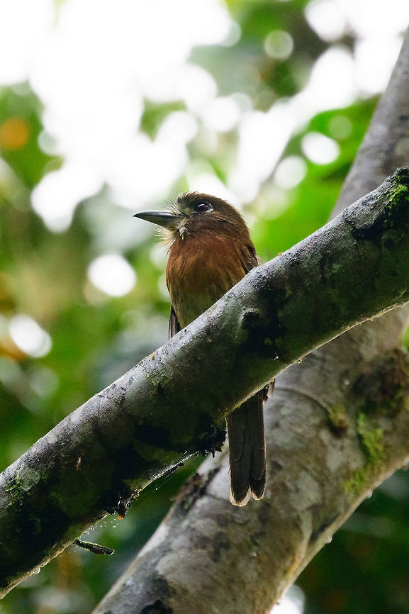 Moustached puffbird - closeup, Tatama National Park, Colombia  Cerro Montezuma,Choco,Chocó,Colombia,Colombia Choco & Pacific region,Malacoptila mystacalis,Montezuma,Moustached puffbird,South America,Tatama National Park,Tatamá National Park,World