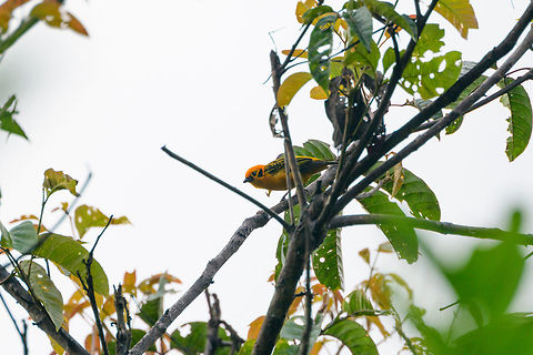 Golden Tanager, Tatama National Park, Colombia Widespread, very vibrant tanager. Cerro Montezuma,Choco,Choc&oacute;,Colombia,Colombia Choco & Pacific region,Fall,Geotagged,Golden tanager,Montezuma,South America,Tangara arthus,Tatama National Park,Tatam&aacute; National Park,World