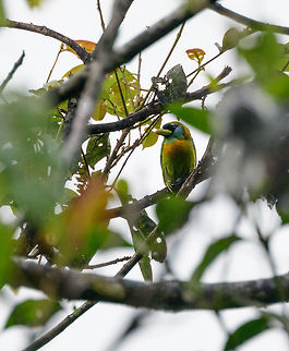 Red-headed barbet, female, Tatama National Park, Colombia Both the male and female of this species are spectacularly vibrant. I didn't even touch saturation, the bird just looks this way :) Cerro Montezuma,Choco,Choc&oacute;,Colombia,Colombia Choco & Pacific region,Eubucco bourcierii,Fall,Geotagged,Montezuma,Red-headed barbet,South America,Tatama National Park,Tatam&aacute; National Park,World