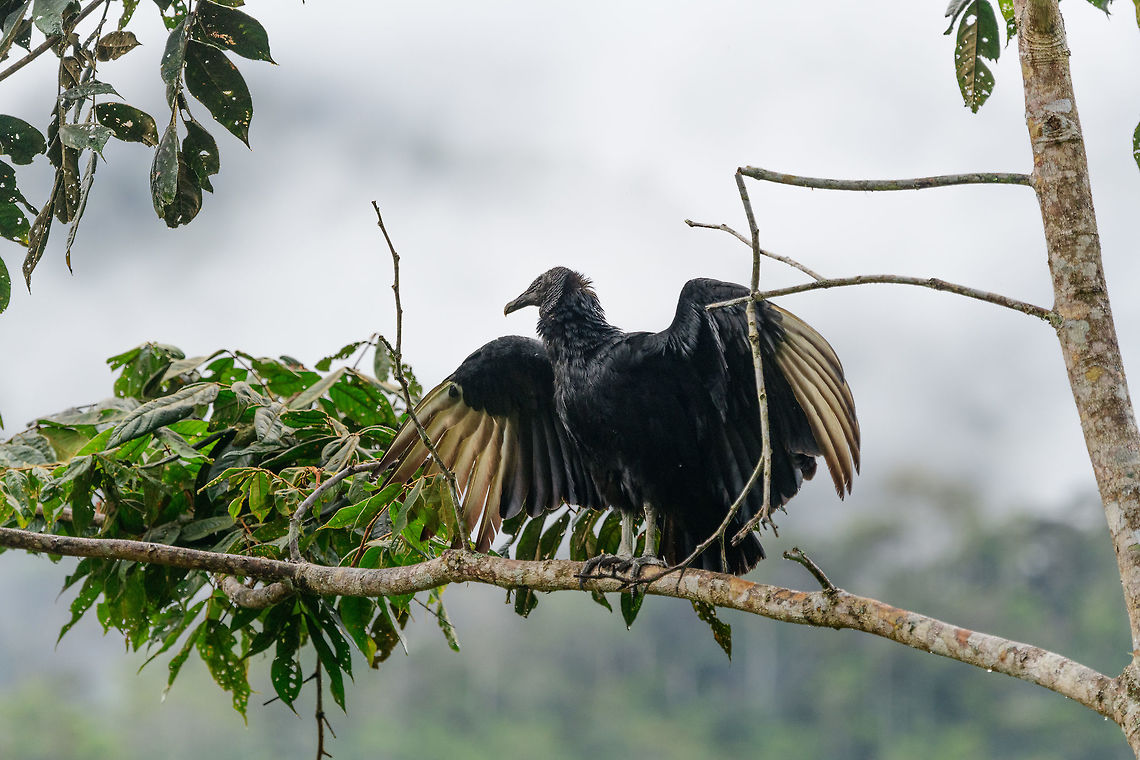 Black Vulture drying wings, Tatama National Park, Colombia  Black Vulture,Cerro Montezuma,Choco,Chocó,Colombia,Colombia Choco & Pacific region,Coragyps atratus,Fall,Geotagged,Montezuma,South America,Tatama National Park,Tatamá National Park,World