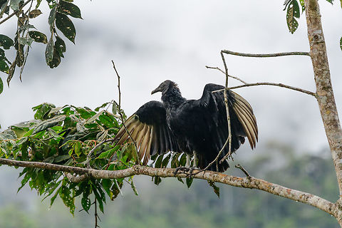 Black Vulture drying wings, Tatama National Park, Colombia  Black Vulture,Cerro Montezuma,Choco,Choc&oacute;,Colombia,Colombia Choco & Pacific region,Coragyps atratus,Fall,Geotagged,Montezuma,South America,Tatama National Park,Tatam&aacute; National Park,World