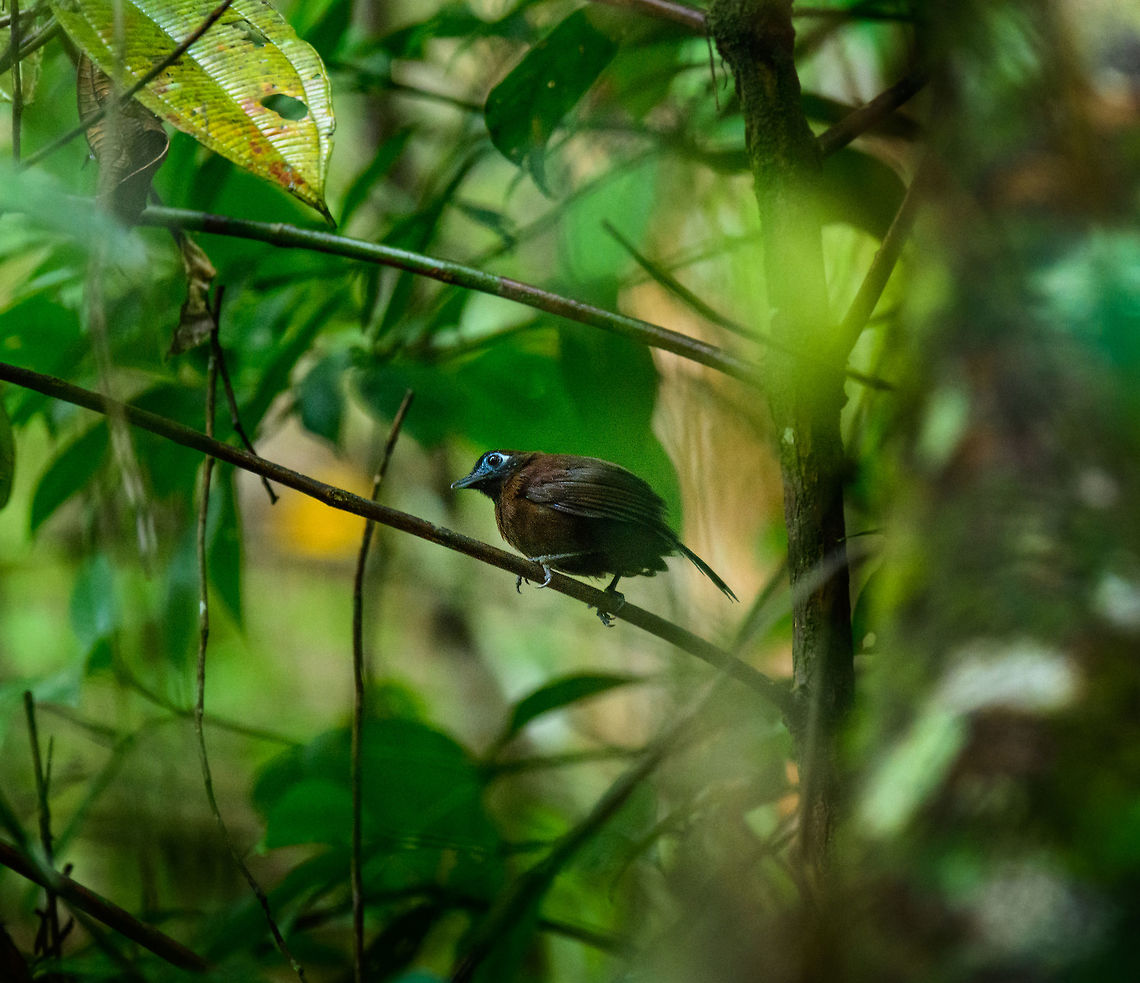 Zeledons antbird, Tatama National Park, Colombia Really happy to see this secretive forest dweller. Even when spotted, they are such a PITA to photograph. Very fast moving and always in thick foliage. This is the male. Closeup:<br />
<figure class="photo"><a href="https://www.jungledragon.com/image/57034/zeledons_antbird_-_front_view_tatama_national_park_colombia.html" title="Zeledons antbird - front view, Tatama National Park, Colombia"><img src="https://s3.amazonaws.com/media.jungledragon.com/images/2/57034_thumb.jpg?AWSAccessKeyId=05GMT0V3GWVNE7GGM1R2&Expires=1759968010&Signature=bAR8riWGrtzvFFM%2BYJOnHwtO3fQ%3D" width="200" height="134" alt="Zeledons antbird - front view, Tatama National Park, Colombia Really happy to see this secretive forest dweller. Even when spotted, they are such a PITA to photograph. Very fast moving and always in thick foliage. This is the male.  Cerro Montezuma,Choco,Choc&oacute;,Colombia,Colombia Choco &amp; Pacific region,Fall,Geotagged,Hafferia zeledoni,Montezuma,South America,Tatama National Park,Tatam&aacute; National Park,World,Zeledons antbird" /></a></figure> Cerro Montezuma,Choco,Chocó,Colombia,Colombia Choco & Pacific region,Fall,Geotagged,Hafferia zeledoni,Montezuma,South America,Tatama National Park,Tatamá National Park,World,Zeledons antbird