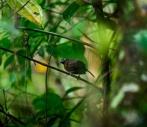 Zeledons antbird, Tatama National Park, Colombia Really happy to see this secretive forest dweller. Even when spotted, they are such a PITA to photograph. Very fast moving and always in thick foliage. This is the male. Closeup:
https://www.jungledragon.com/image/57034/zeledons_antbird_-_front_view_tatama_national_park_colombia.html Cerro Montezuma,Choco,Chocó,Colombia,Colombia Choco & Pacific region,Fall,Geotagged,Hafferia zeledoni,Montezuma,South America,Tatama National Park,Tatamá National Park,World,Zeledons antbird