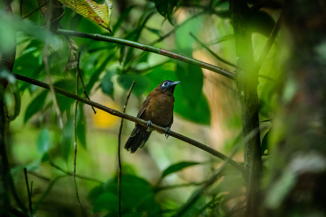 Zeledons antbird - front view, Tatama National Park, Colombia Really happy to see this secretive forest dweller. Even when spotted, they are such a PITA to photograph. Very fast moving and always in thick foliage. This is the male.  Cerro Montezuma,Choco,Chocó,Colombia,Colombia Choco & Pacific region,Fall,Geotagged,Hafferia zeledoni,Montezuma,South America,Tatama National Park,Tatamá National Park,World,Zeledons antbird