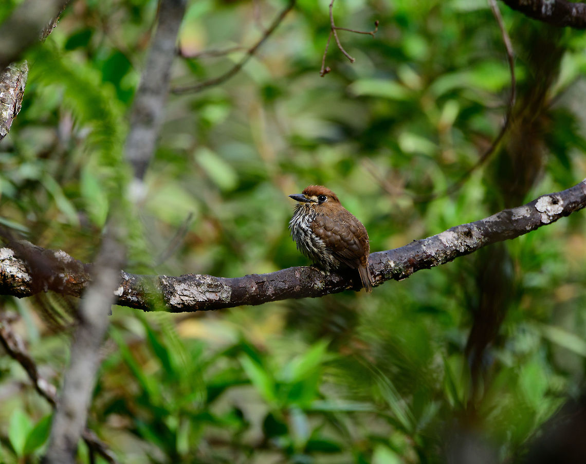 Lanceolated monklet, Tatama National Park, Colombia I love this bird for its beautiful earth tones, but even more so for its behavior. Instead of fleeing like most birds, it poses as if to ensure we gets its good side. Closeup:<br />
<figure class="photo"><a href="https://www.jungledragon.com/image/57036/lanceolated_monklet_-_closeup_tatama_national_park_colombia.html" title="Lanceolated monklet - closeup, Tatama National Park, Colombia"><img src="https://s3.amazonaws.com/media.jungledragon.com/images/2/57036_thumb.jpg?AWSAccessKeyId=05GMT0V3GWVNE7GGM1R2&Expires=1763596810&Signature=ee3Qnl1b6DU6XQ29Yy8Q30Tie8k%3D" width="200" height="154" alt="Lanceolated monklet - closeup, Tatama National Park, Colombia I love this bird for its beautiful earth tones, but even more so for its behavior. Instead of fleeing like most birds, it poses as if to ensure we gets its good side. Side view:<br />
https://www.jungledragon.com/image/57037/lanceolated_monklet_-_side_view_tatama_national_park_colombia.html Cerro Montezuma,Choco,Choc&oacute;,Colombia,Colombia Choco &amp; Pacific region,Lanceolated monklet,Micromonacha lanceolata,Montezuma,South America,Tatama National Park,Tatam&aacute; National Park,World" /></a></figure><br />
Side view:<br />
<br />
<figure class="photo"><a href="https://www.jungledragon.com/image/57037/lanceolated_monklet_-_side_view_tatama_national_park_colombia.html" title="Lanceolated monklet - side view, Tatama National Park, Colombia"><img src="https://s3.amazonaws.com/media.jungledragon.com/images/2/57037_thumb.jpg?AWSAccessKeyId=05GMT0V3GWVNE7GGM1R2&Expires=1763596810&Signature=1GF1ER9rLE3EqBy84yqjRiMaTxI%3D" width="102" height="152" alt="Lanceolated monklet - side view, Tatama National Park, Colombia I love this bird for its beautiful earth tones, but even more so for its behavior. Instead of fleeing like most birds, it poses as if to ensure we gets its good side. Closeup:<br />
https://www.jungledragon.com/image/57036/lanceolated_monklet_-_closeup_tatama_national_park_colombia.html Cerro Montezuma,Choco,Choc&oacute;,Colombia,Colombia Choco &amp; Pacific region,Fall,Geotagged,Lanceolated monklet,Micromonacha lanceolata,Montezuma,South America,Tatama National Park,Tatam&aacute; National Park,World" /></a></figure> Cerro Montezuma,Choco,Chocó,Colombia,Colombia Choco & Pacific region,Lanceolated monklet,Micromonacha lanceolata,Montezuma,South America,Tatama National Park,Tatamá National Park,World