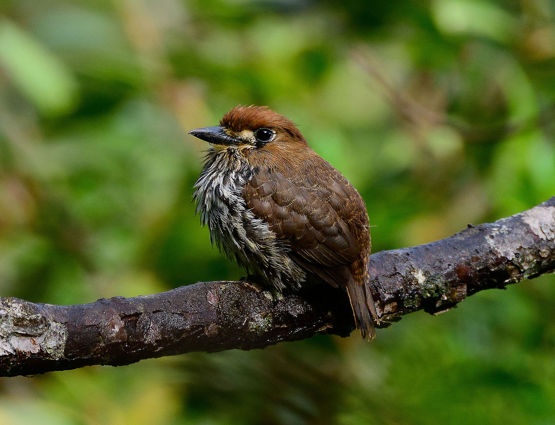 Lanceolated monklet - closeup, Tatama National Park, Colombia I love this bird for its beautiful earth tones, but even more so for its behavior. Instead of fleeing like most birds, it poses as if to ensure we gets its good side. Side view:<br />
<figure class="photo"><a href="https://www.jungledragon.com/image/57037/lanceolated_monklet_-_side_view_tatama_national_park_colombia.html" title="Lanceolated monklet - side view, Tatama National Park, Colombia"><img src="https://s3.amazonaws.com/media.jungledragon.com/images/2/57037_thumb.jpg?AWSAccessKeyId=05GMT0V3GWVNE7GGM1R2&Expires=1759968010&Signature=trN7LI%2BaK1qED84givwSFEDU1%2Bg%3D" width="102" height="152" alt="Lanceolated monklet - side view, Tatama National Park, Colombia I love this bird for its beautiful earth tones, but even more so for its behavior. Instead of fleeing like most birds, it poses as if to ensure we gets its good side. Closeup:<br />
https://www.jungledragon.com/image/57036/lanceolated_monklet_-_closeup_tatama_national_park_colombia.html Cerro Montezuma,Choco,Choc&oacute;,Colombia,Colombia Choco &amp; Pacific region,Fall,Geotagged,Lanceolated monklet,Micromonacha lanceolata,Montezuma,South America,Tatama National Park,Tatam&aacute; National Park,World" /></a></figure> Cerro Montezuma,Choco,Chocó,Colombia,Colombia Choco & Pacific region,Lanceolated monklet,Micromonacha lanceolata,Montezuma,South America,Tatama National Park,Tatamá National Park,World