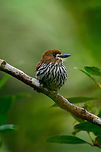 Lanceolated monklet - side view, Tatama National Park, Colombia I love this bird for its beautiful earth tones, but even more so for its behavior. Instead of fleeing like most birds, it poses as if to ensure we gets its good side. Closeup:<br />
https://www.jungledragon.com/image/57036/lanceolated_monklet_-_closeup_tatama_national_park_colombia.html Cerro Montezuma,Choco,Choc&oacute;,Colombia,Colombia Choco & Pacific region,Fall,Geotagged,Lanceolated monklet,Micromonacha lanceolata,Montezuma,South America,Tatama National Park,Tatam&aacute; National Park,World