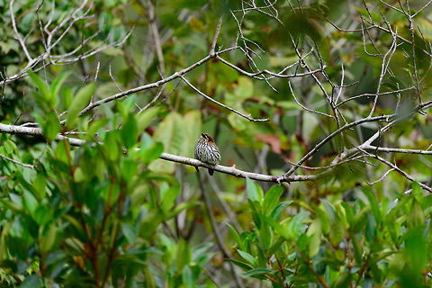Lanceolated monklet - remote view, Tatama National Park, Colombia I love this bird for its beautiful earth tones, but even more so for its behavior. Instead of fleeing like most birds, it poses as if to ensure we gets its good side. Closeup:
https://www.jungledragon.com/image/57036/lanceolated_monklet_-_closeup_tatama_national_park_colombia.html
Side view:

https://www.jungledragon.com/image/57037/lanceolated_monklet_-_side_view_tatama_national_park_colombia.html Cerro Montezuma,Choco,Chocó,Colombia,Colombia Choco & Pacific region,Lanceolated monklet,Micromonacha lanceolata,Montezuma,South America,Tatama National Park,Tatamá National Park,World