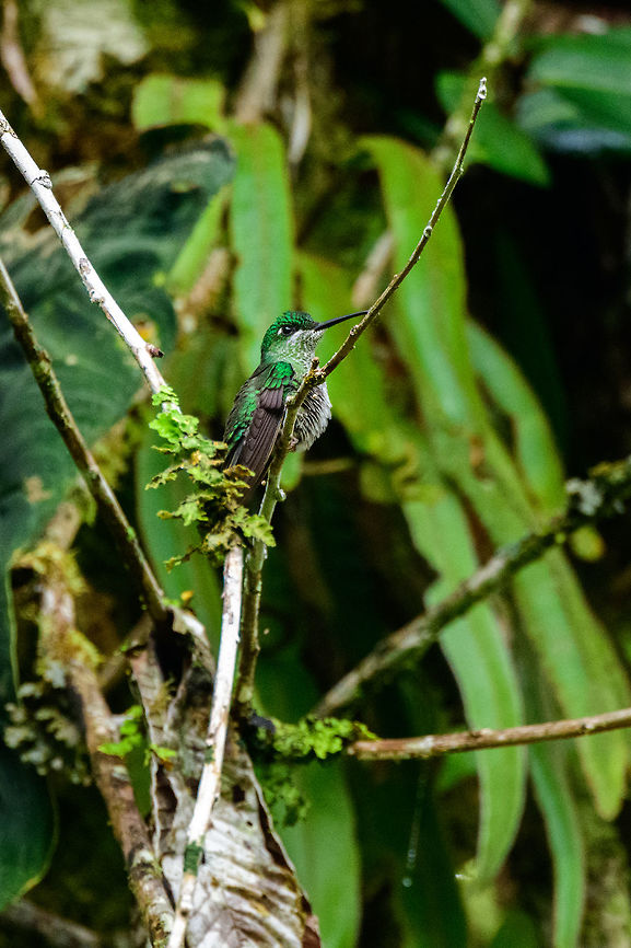 Female Green-crowned Brilliant, Tatama National Park, Colombia  Cerro Montezuma,Choco,Chocó,Colombia,Colombia Choco & Pacific region,Green-crowned brilliant,Heliodoxa jacula,Montezuma,South America,Tatama National Park,Tatamá National Park,World