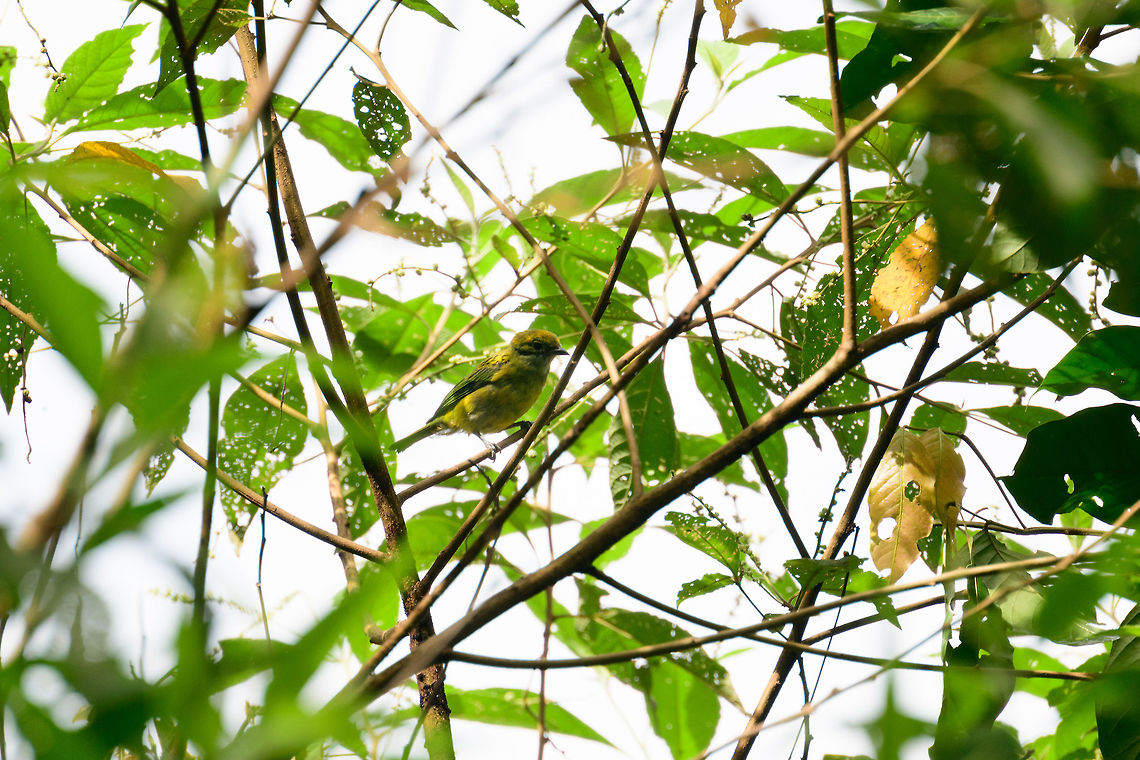Silver-throated tanager, Tatama National Park, Colombia Sorry, shot against the light so the beauty of this bird has not been done much justice. Cerro Montezuma,Choco,Choc&oacute;,Colombia,Colombia Choco & Pacific region,Fall,Geotagged,Montezuma,Silver-throated tanager,South America,Tangara icterocephala,Tatama National Park,Tatam&aacute; National Park,World