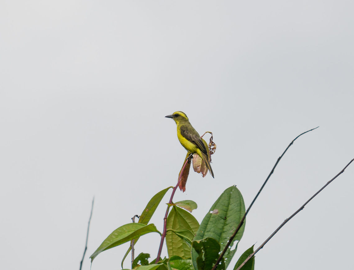 Lemon-browed Flycatcher, Tatama National Park, Colombia Local and rare in the Andes. Cerro Montezuma,Choco,Choc&oacute;,Colombia,Colombia Choco & Pacific region,Conopias cinchoneti,Fall,Geotagged,Lemon-browed flycatcher,Montezuma,South America,Tatama National Park,Tatam&aacute; National Park,World