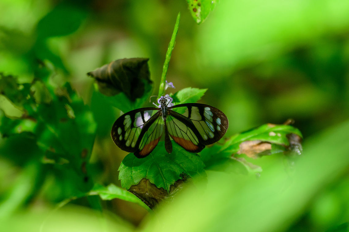 Black Clearwing butterfly, Tatama National Park, Colombia I&#039;m not completely sure about the species. Most promising candidate so far is Oleria amalda. It matches the black outline of the wings, orange higlights (somewhat) and the range is correct. Cerro Montezuma,Choco,Chocó,Colombia,Colombia Choco & Pacific region,Montezuma,South America,Tatama National Park,Tatamá National Park,World