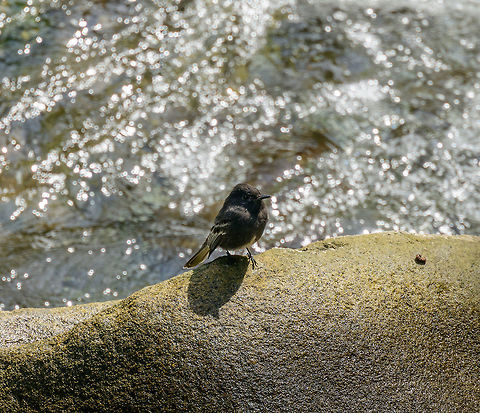 Black Phoebe, Tatama National Park, Colombia On rocks amidst a small stream in Tatama National Park, Colombia. Cerro Montezuma,Choco,Chocó,Colombia,Colombia Choco & Pacific region,Fall,Geotagged,Montezuma,Sayornis nigricans,South America,Tatama National Park,Tatamá National Park,World,black phoebe