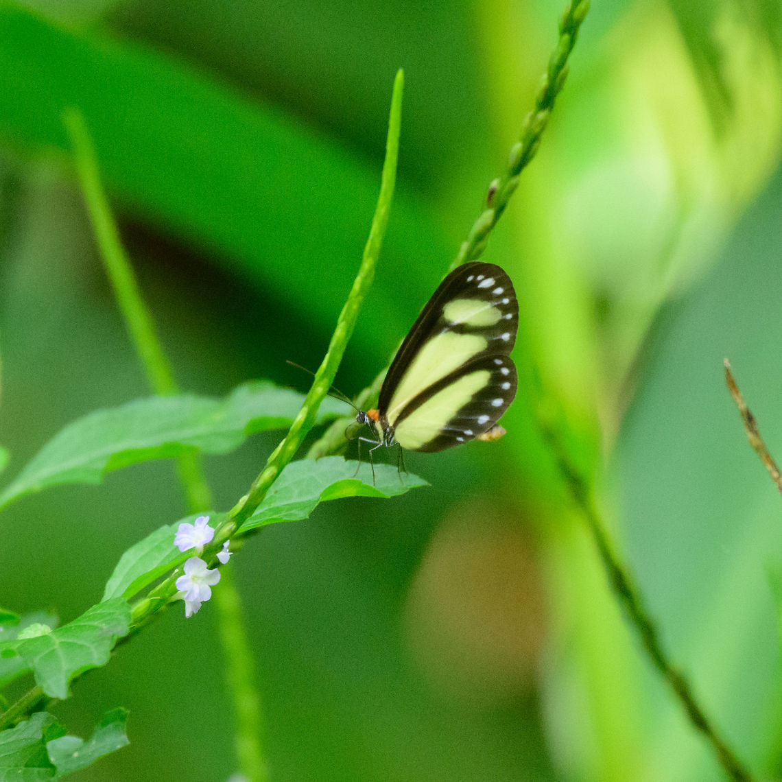 Zibia Clearwing, Tatama National Park, Colombia Likely the sub species Scada zibia zibia. Cerro Montezuma,Choco,Chocó,Colombia,Colombia Choco & Pacific region,Fall,Geotagged,Montezuma,Scada zibia,South America,Tatama National Park,Tatamá National Park,World