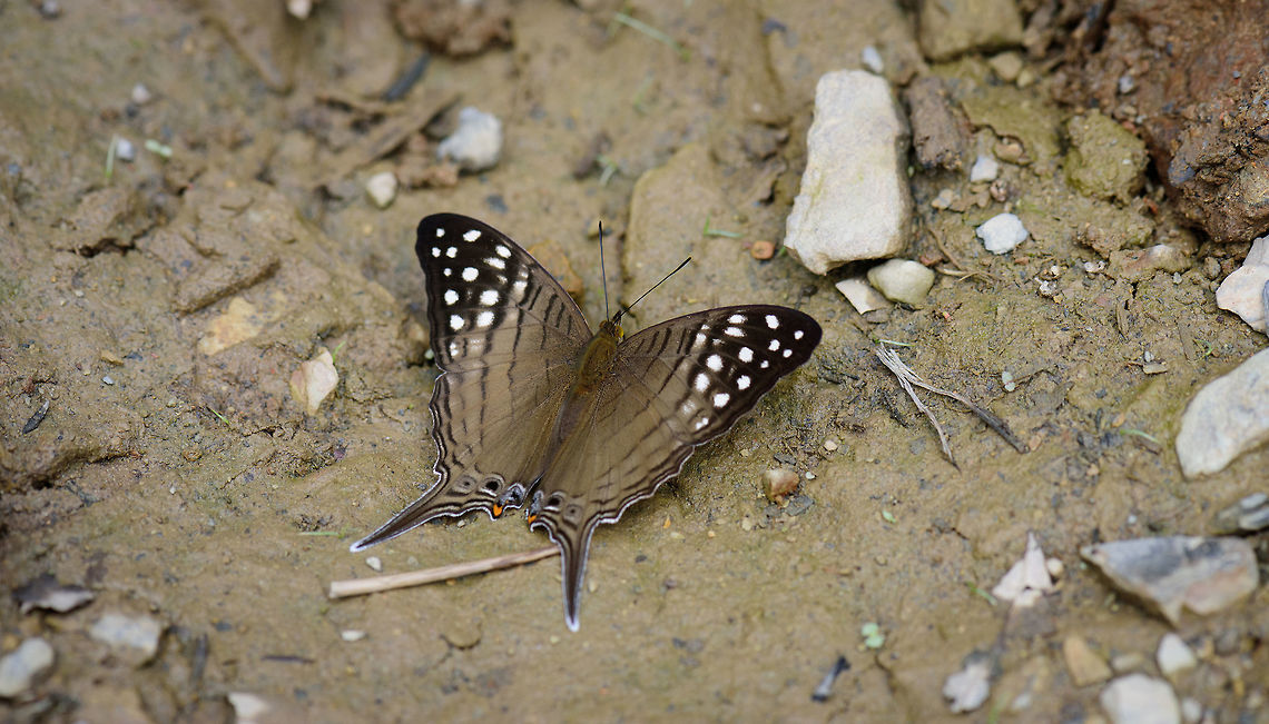 Spot-banded Daggerwing, Tatama National Park, Colombia Quite a large butterfly, found on the floor in Tatama National Park, Colombia. Cerro Montezuma,Choco,Chocó,Colombia,Colombia Choco & Pacific region,Marpesia merops,Montezuma,South America,Spot-banded Daggerwing,Tatama National Park,Tatamá National Park,World