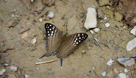 Spot-banded Daggerwing, Tatama National Park, Colombia Quite a large butterfly, found on the floor in Tatama National Park, Colombia. Cerro Montezuma,Choco,Choc&oacute;,Colombia,Colombia Choco & Pacific region,Marpesia merops,Montezuma,South America,Spot-banded Daggerwing,Tatama National Park,Tatam&aacute; National Park,World