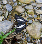 Orange-spot Duke, Tatama National Park, Colombia Interesting fact about this genus: "Females of all Siseme species are virtually unknown, and probably spend their entire lives high in the forest canopy."<br />
<br />
Species of the same genus nearby:<br />
https://www.jungledragon.com/image/57188/aristotles_duke_tatama_national_park_colombia.html Cerro Montezuma,Choco,Chocó,Colombia,Colombia Choco & Pacific region,Montezuma,Orange-spot Duke,Siseme neurodes,South America,Tatama National Park,Tatamá National Park,World