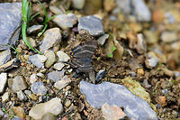 Aristotle's Duke, Tatama National Park, Colombia Interesting fact about this genus: "Females of all Siseme species are virtually unknown, and probably spend their entire lives high in the forest canopy."<br />
<br />
Species of the same genus nearby:<br />
https://www.jungledragon.com/image/57185/orange-spot_duke_tatama_national_park_colombia.html Aristotle's Duke,Cerro Montezuma,Choco,Chocó,Colombia,Colombia Choco & Pacific region,Montezuma,Siseme aristoteles,South America,Tatama National Park,Tatamá National Park,World
