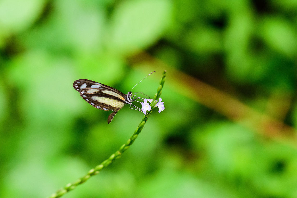 Clearwinged mimic white, Tatama National Park, Colombia About 90% sure of this species. The white dots match, the yellow patches match, the striped body matches, the only thing I'm in doubt over is the orange patch. It's small and faded in this one, larger on most other photos.<br />
<br />
If this is the correct species, it's an interesting one as it looks virtually identical to several clearwing species whilst not actually being one. As the name explains :) Cerro Montezuma,Choco,Choc&oacute;,Clearwinged mimic white,Colombia,Colombia Choco & Pacific region,Dismorphia theucharila,Montezuma,South America,Tatama National Park,Tatam&aacute; National Park,World