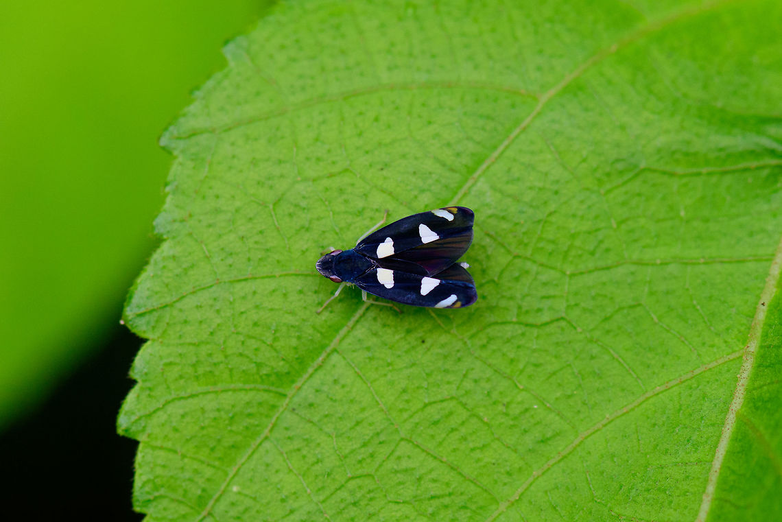 Microgoniella tristicula, Tatama National Park, Colombia < 1cm in size. Overall black with large white marks on each wing, including small orange marks. Cerro Montezuma,Choco,Choc&oacute;,Colombia,Colombia Choco & Pacific region,Microgoniella tristicula,Montezuma,South America,Tatama National Park,Tatam&aacute; National Park,World