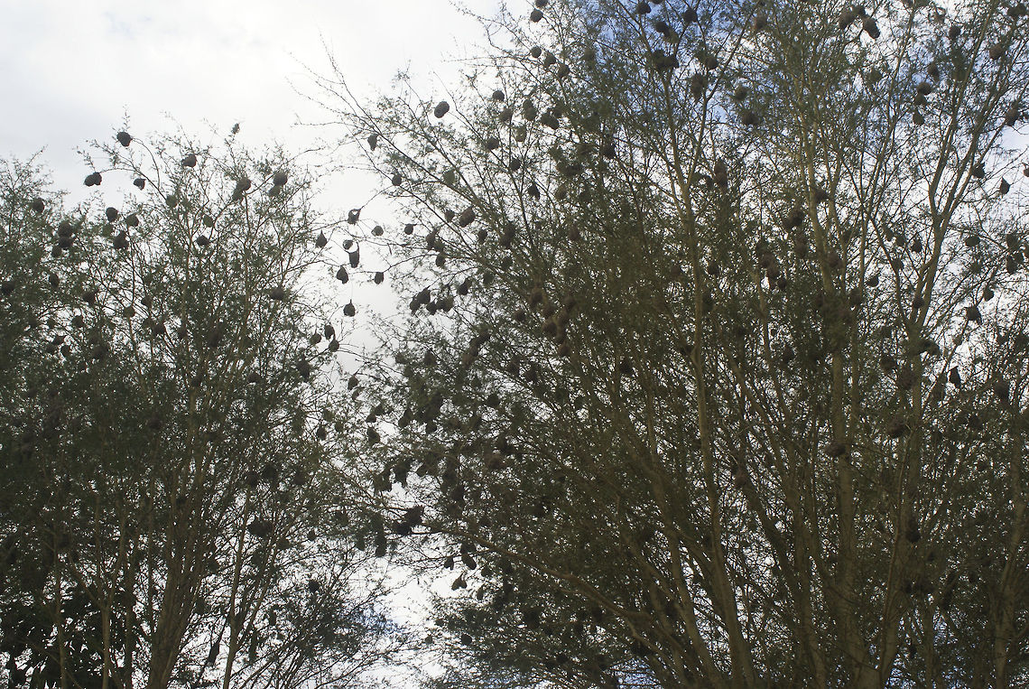 Trees covered with weaver nests Hundreds of weaver nests decorate the trees in Zulu land. Cape Weaver,Ploceus capensis,South Africa,Tree,Weaver