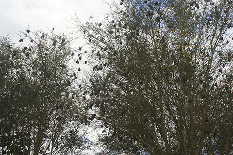 Trees covered with weaver nests Hundreds of weaver nests decorate the trees in Zulu land. Cape Weaver,Ploceus capensis,South Africa,Tree,Weaver