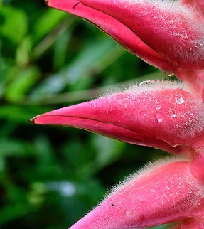 Heliconia regalis - closeup, Tatama National Park, Colombia Closeup of the flower of heliconia regalis, one of close to 200 known species of Heliconia, this one occuring in Colombia and Ecuador. Full plant:
https://www.jungledragon.com/image/57201/heliconia_regalis_tatama_national_park_colombia.html Cerro Montezuma,Choco,Chocó,Colombia,Colombia Choco & Pacific region,Heliconia regalis,Montezuma,South America,Tatama National Park,Tatamá National Park,World
