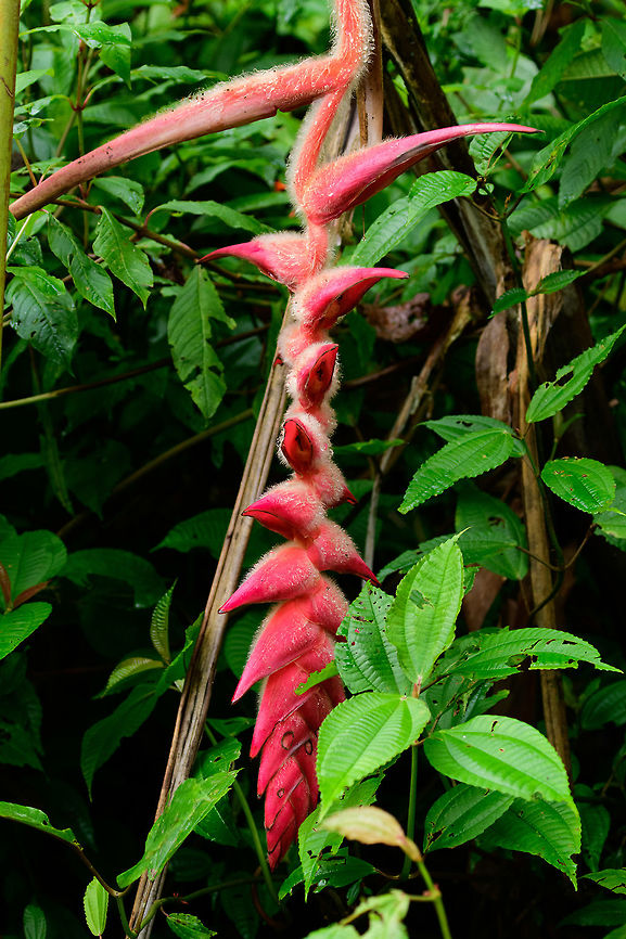 Heliconia regalis, Tatama National Park, Colombia One of close to 200 known species of Heliconia, this one occuring in Colombia and Ecuador. Flower closeup:<br />
<figure class="photo"><a href="https://www.jungledragon.com/image/57200/heliconia_regalis_-_closeup_tatama_national_park_colombia.html" title="Heliconia regalis - closeup, Tatama National Park, Colombia"><img src="https://s3.amazonaws.com/media.jungledragon.com/images/2/57200_thumb.jpg?AWSAccessKeyId=05GMT0V3GWVNE7GGM1R2&Expires=1759968010&Signature=HVauIOcB1nnint2JTWDDNRf3GmA%3D" width="136" height="152" alt="Heliconia regalis - closeup, Tatama National Park, Colombia Closeup of the flower of heliconia regalis, one of close to 200 known species of Heliconia, this one occuring in Colombia and Ecuador. Full plant:<br />
https://www.jungledragon.com/image/57201/heliconia_regalis_tatama_national_park_colombia.html Cerro Montezuma,Choco,Choc&oacute;,Colombia,Colombia Choco &amp; Pacific region,Heliconia regalis,Montezuma,South America,Tatama National Park,Tatam&aacute; National Park,World" /></a></figure> Cerro Montezuma,Choco,Chocó,Colombia,Colombia Choco & Pacific region,Heliconia regalis,Montezuma,South America,Tatama National Park,Tatamá National Park,World